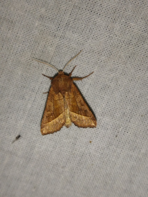 Hydraecia micacea - csillogó acsalapubagoly