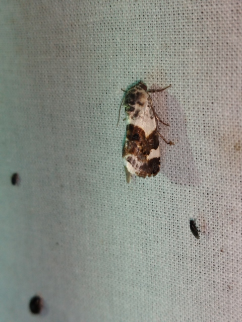 Acontia lucida - fehér nappalibagoly