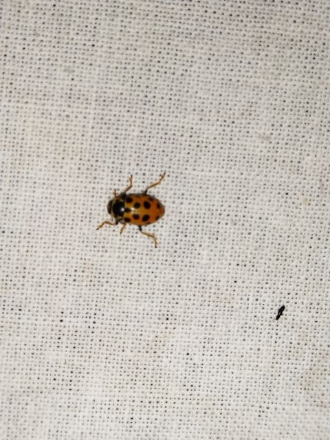 Hippodamia tredecimpunctata - mocsári katica
