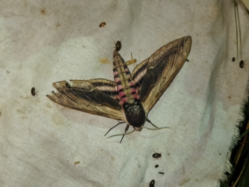 Sphinx ligustri - fagyalszender