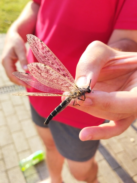 Acanthaclisis occitanica - pusztai hangyaleső