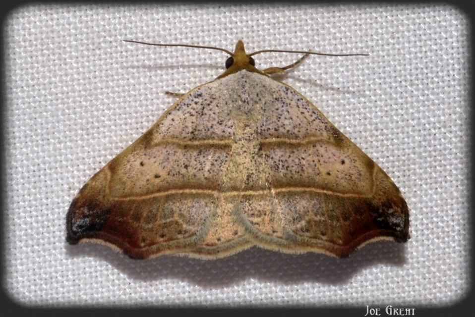 Laspeyria flexula - zuzmóbagoly