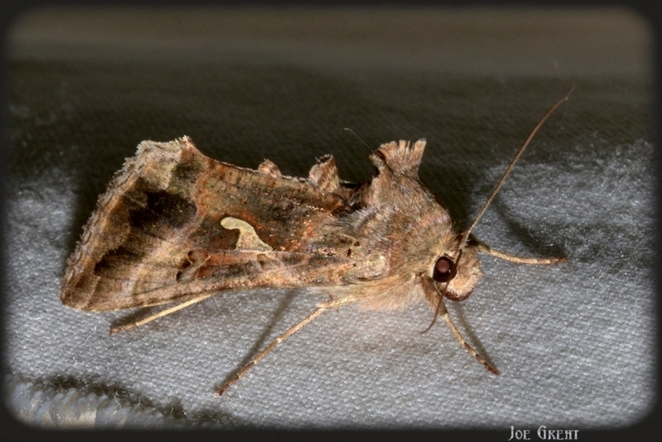 Autographa gamma - gammalepke