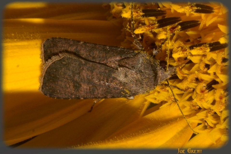 Agrotis segetum - vetési földibagoly
