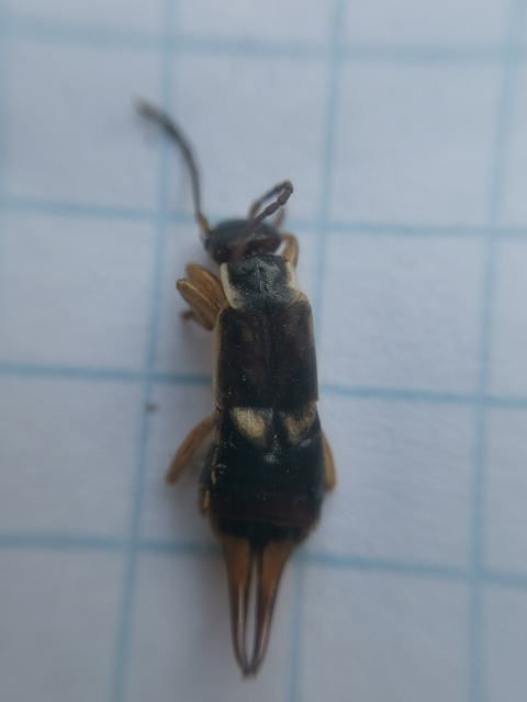 Forficula auricularia - közönséges fülbemászó