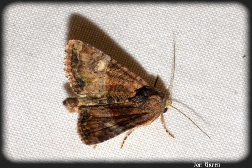 Mesoligia furuncula - kétszínű dudvabagoly