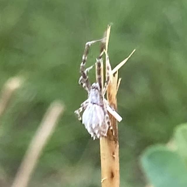 Uloborus walckenaerius - derespók