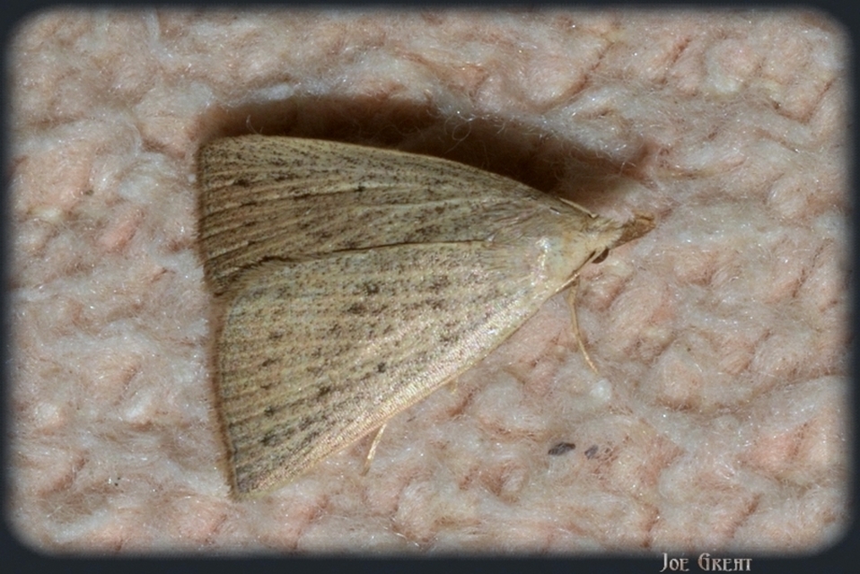 Macrochilo cribrumalis - csontszínű karcsúbagoly