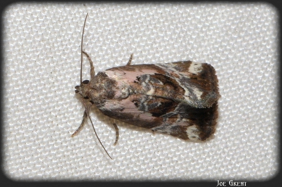 Hapalotis venustula - rózsaszínű mázasbagoly