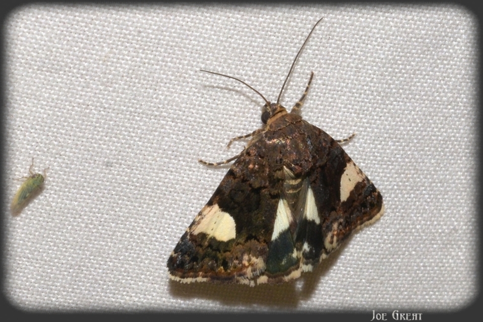 Tyta luctuosa - fekete nappalibagoly