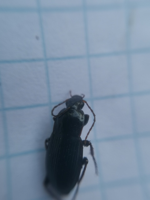Calathus fuscipes - sokpontos tarfutó
