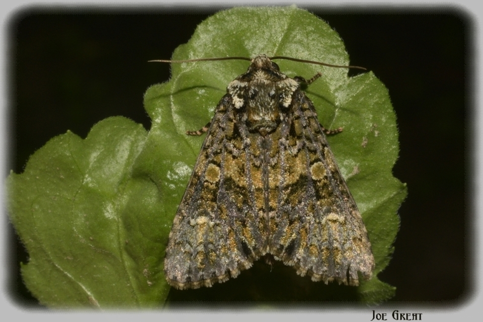 Craniophora ligustri - fagyalbagoly