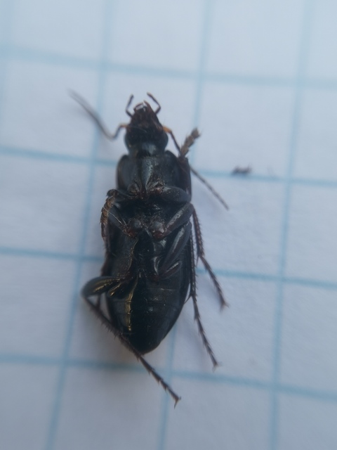 Calathus fuscipes - sokpontos tarfutó