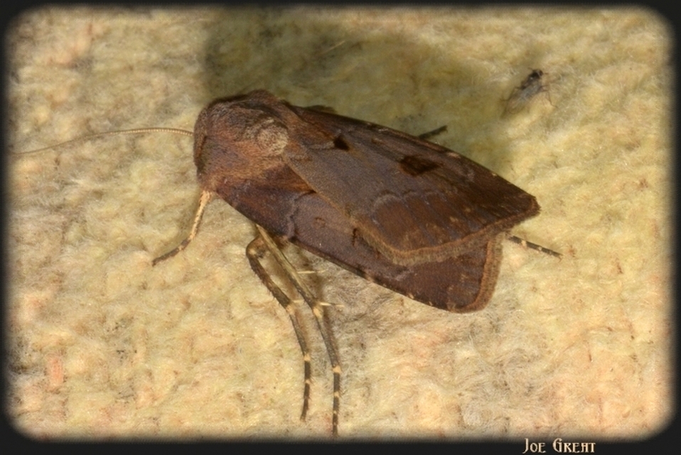 Agrotis exclamationis - felkiáltójeles földibagoly
