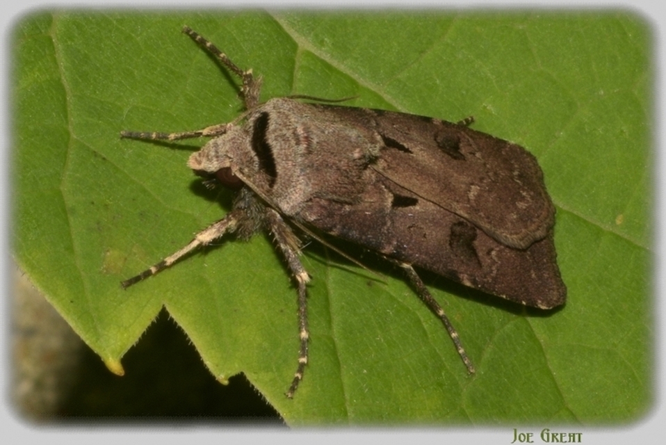 Agrotis exclamationis - felkiáltójeles földibagoly