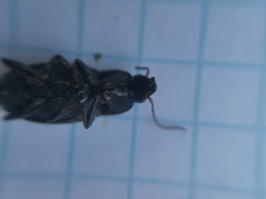 Calathus fuscipes - sokpontos tarfutó