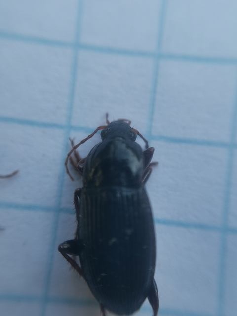 Calathus fuscipes - sokpontos tarfutó