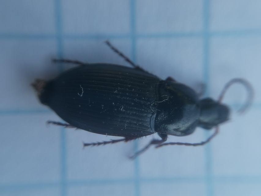 Calathus fuscipes - sokpontos tarfutó