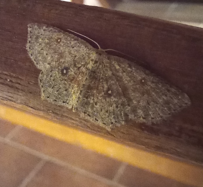 Cyclophora pendularia - fűzfa-pettyesaraszoló
