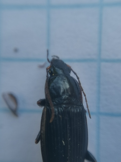 Calathus fuscipes - sokpontos tarfutó