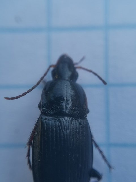 Calathus fuscipes - sokpontos tarfutó