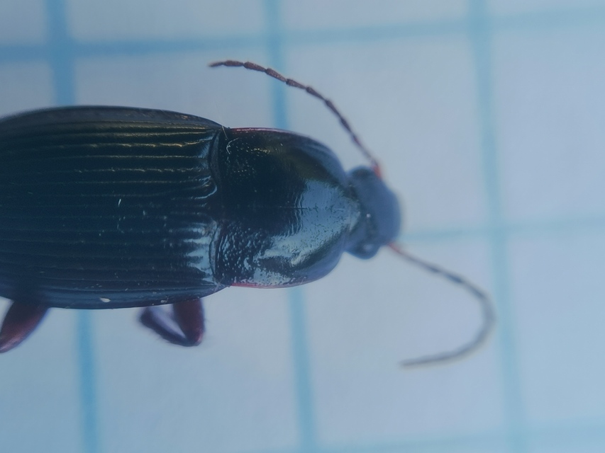 Calathus fuscipes - sokpontos tarfutó