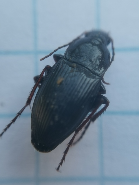 Calathus fuscipes - sokpontos tarfutó