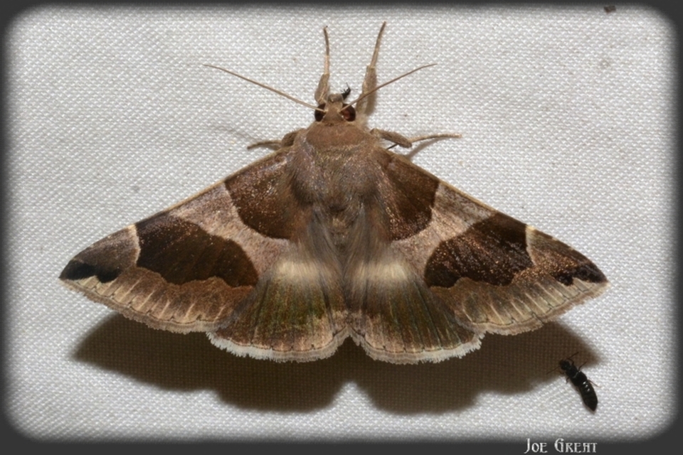 Dysgonia algira - déli porcelánbagoly