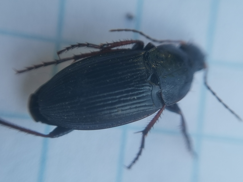 Calathus fuscipes - sokpontos tarfutó