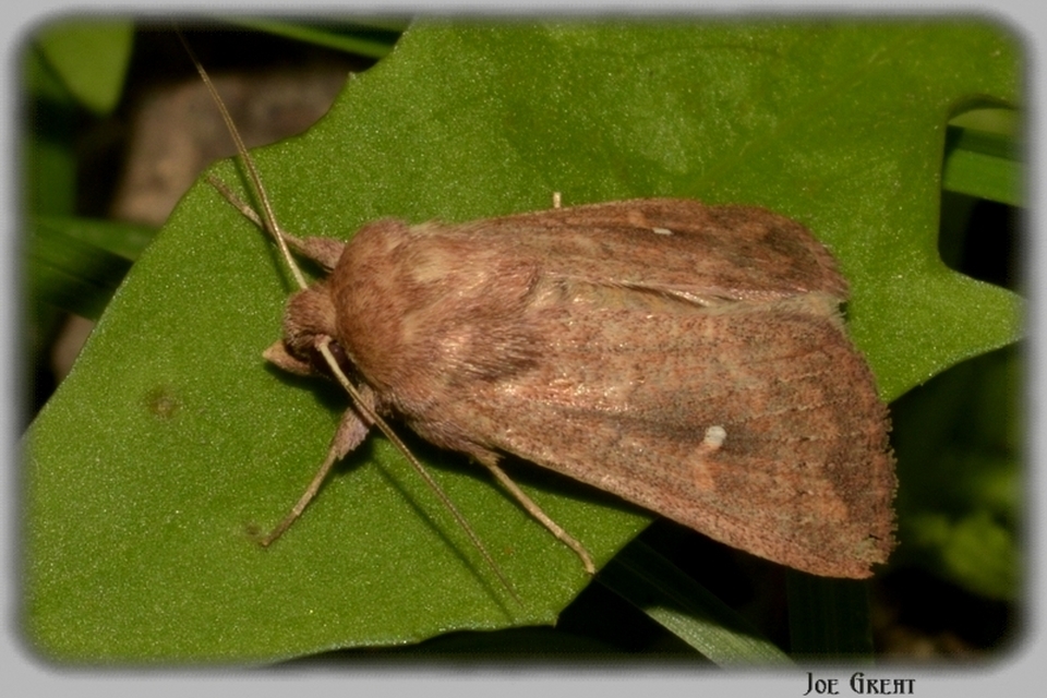Mythimna albipuncta - fehérpettyes rétibagoly
