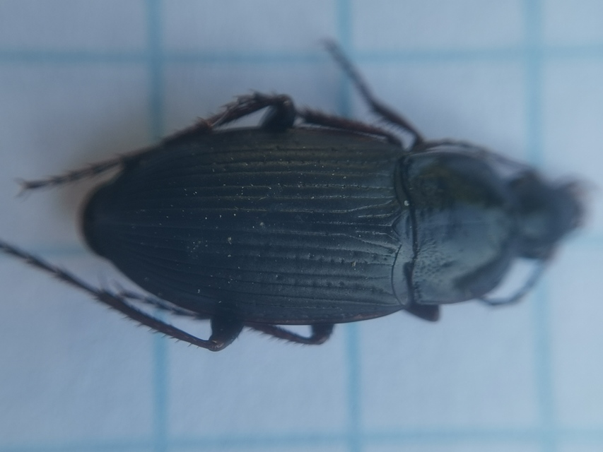 Calathus fuscipes - sokpontos tarfutó