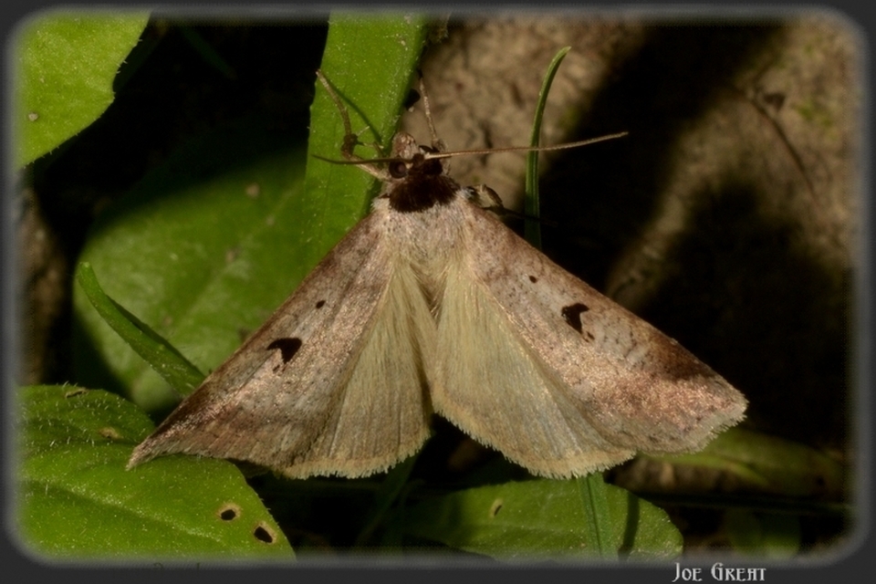 Lygephila pastinum - közönséges csüdfűbagoly