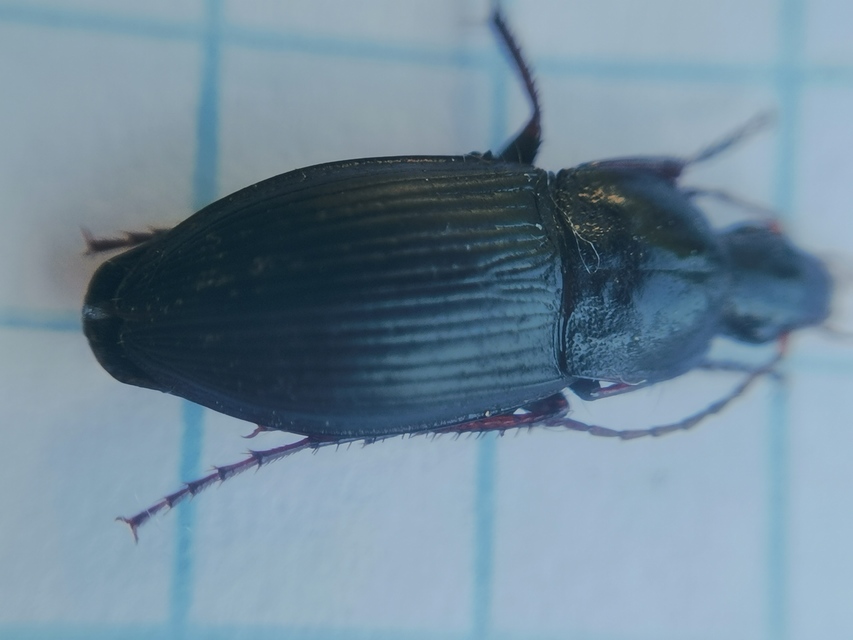 Calathus fuscipes - sokpontos tarfutó