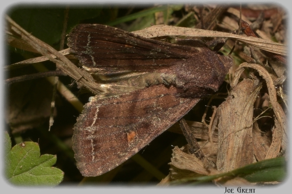Lacanobia oleracea - saláta-kertibagoly