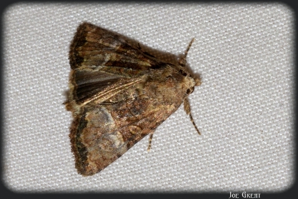 Mesoligia furuncula - kétszínű dudvabagoly