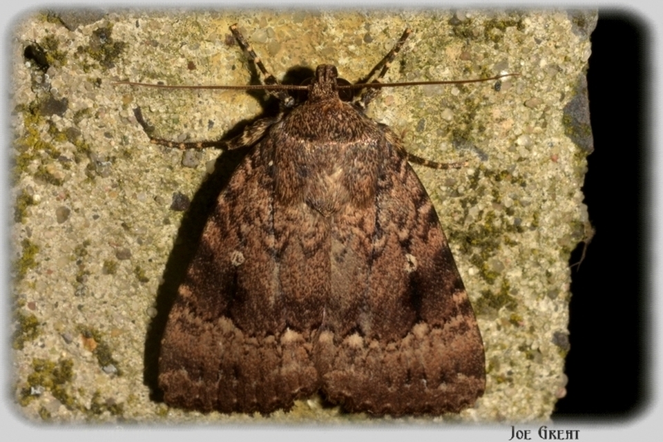 Amphipyra berbera/pyramidea