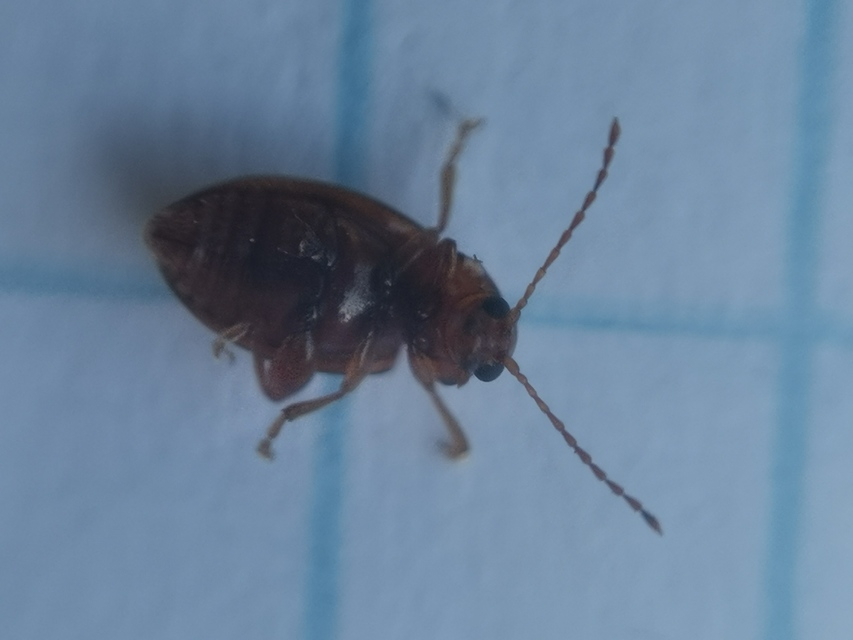 Neocrepidodera