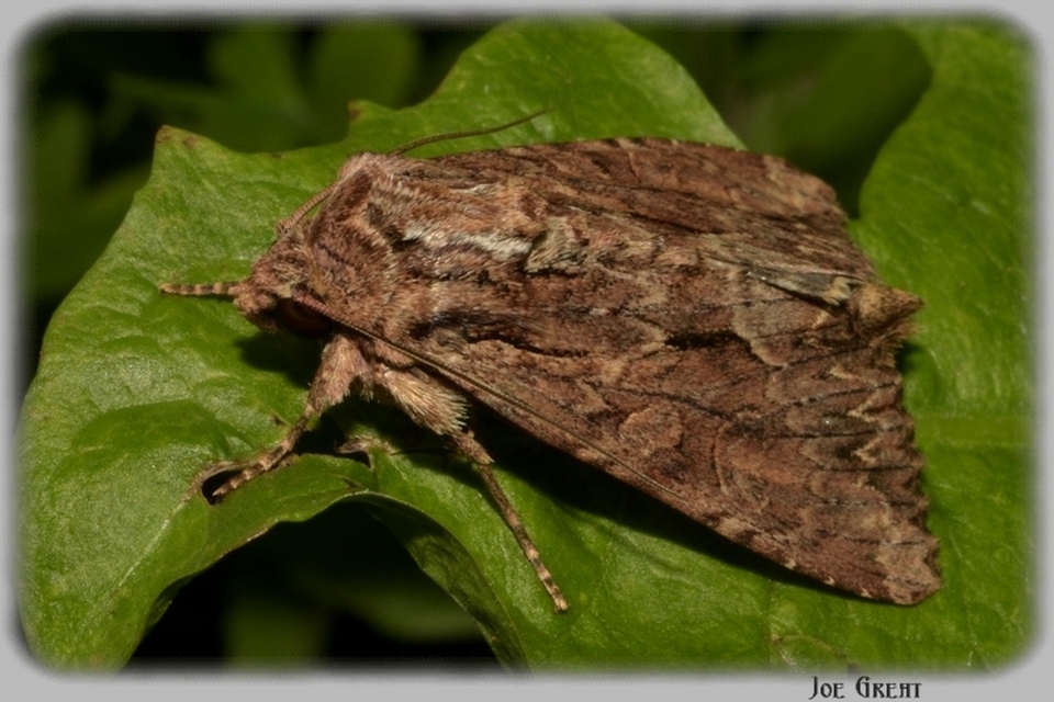 Apamea monoglypha - nagy dudvabagoly