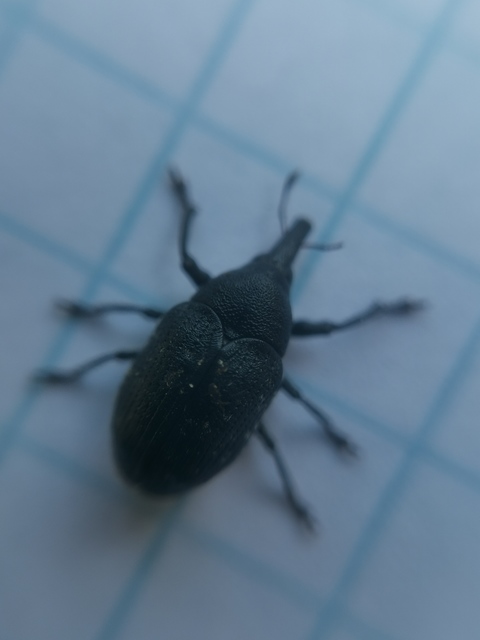 Larinus turbinatus - kúposorrú púderbarkó