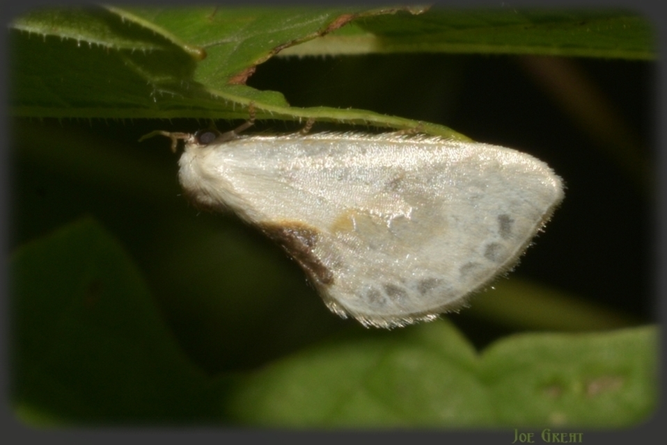 Cilix glaucata - törpe sarlósszövő