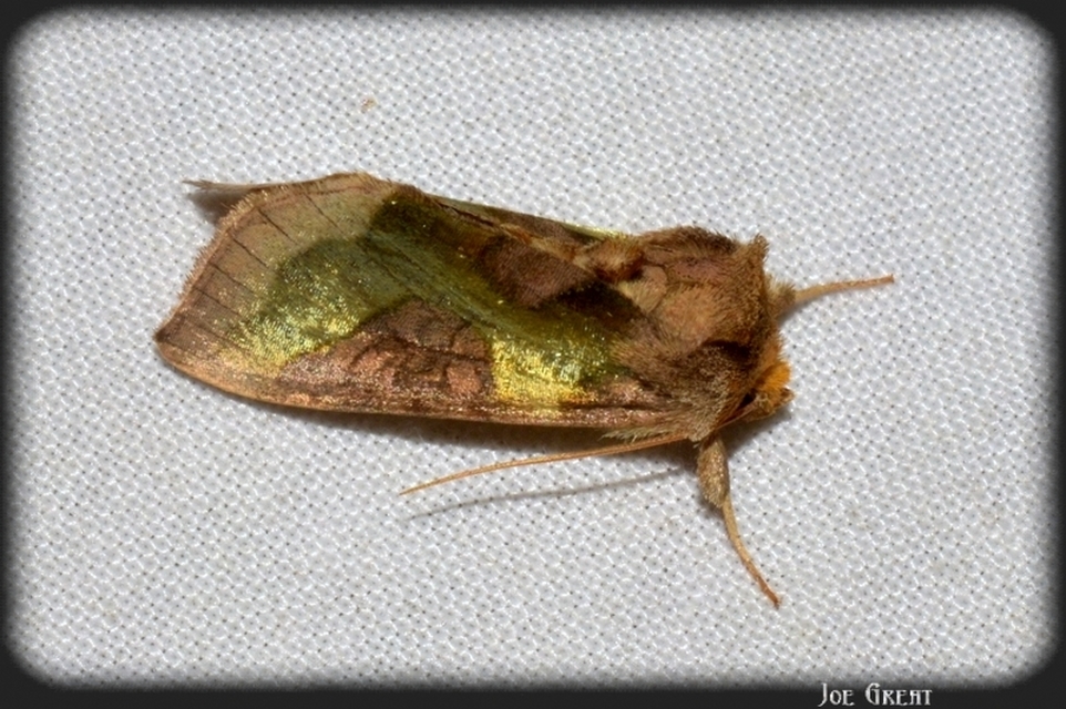 Diachrysia stenochrysis - rejtőző aranybagoly