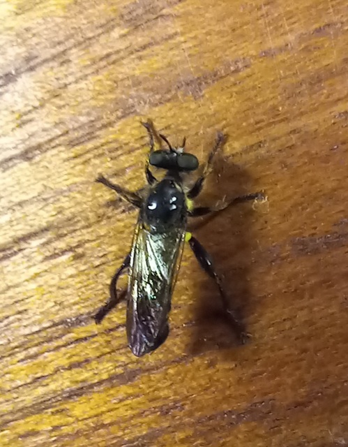 Choerades fimbriata/fulva