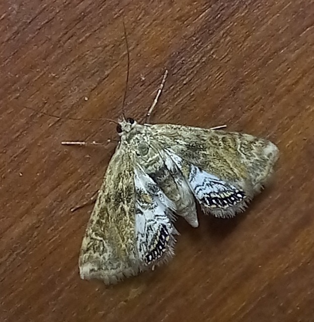 Cataclysta lemnata - békalencsemoly