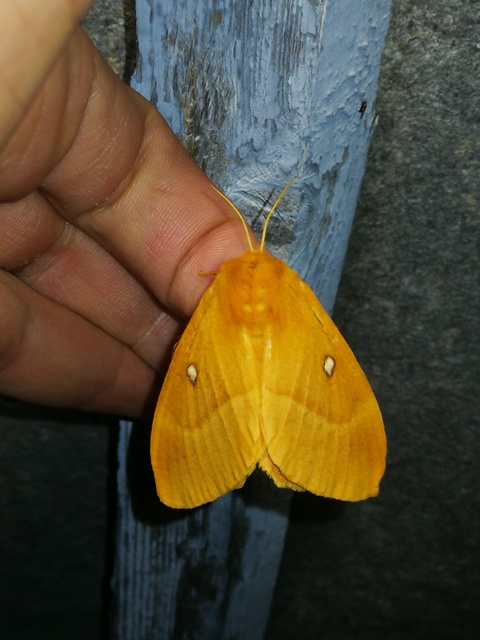 Lasiocampa quercus - tölgyfaszövő