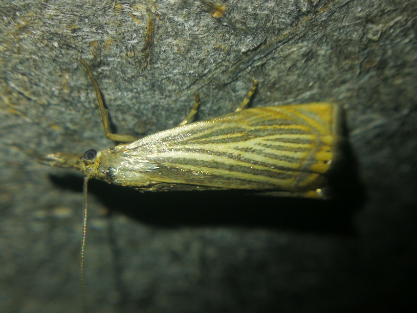 Chrysoteuchia culmella - kerti fűgyökérmoly