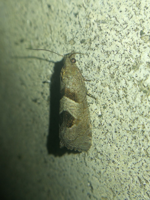 Epiblema junctana - turjáni tükrösmoly
