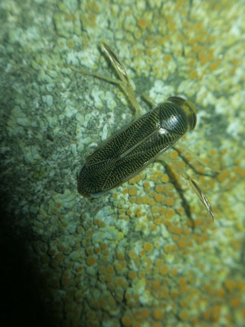 Corixidae - búvárpoloskák Corixidae - búvárpoloskák