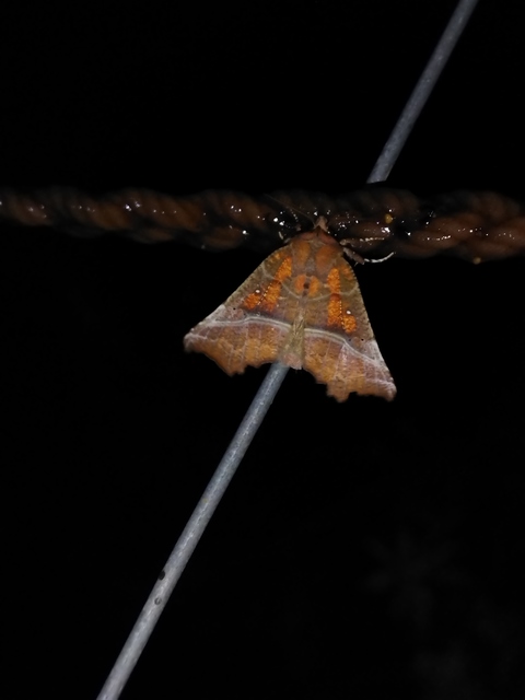 Scoliopteryx libatrix - vörös csipkésbagoly