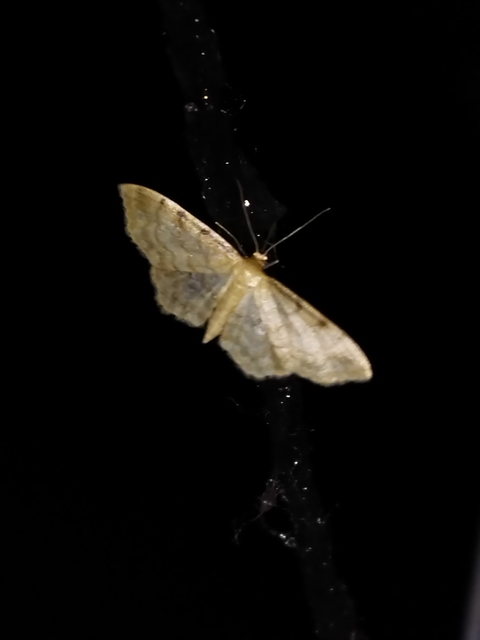 Idaea fuscovenosa - szürkeszélű apróaraszoló