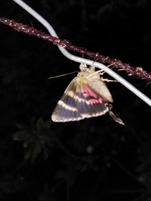 Catocala promissa - kis tölgyfa-övesbagoly